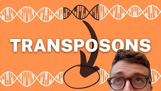 TRANSPOSONS EXPLAINED 1 Minute Explanation [upl. by Einnob]