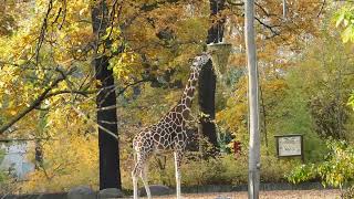 Zoologischer Garten Berlin [upl. by Egedan232]