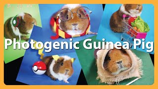 A Day In The Life of a Photogenic Guinea Pig Fuzzberta [upl. by Bendite]