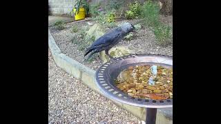 This jackdaw pays for his drink of water 🥰🥰 [upl. by Irme]