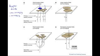 Receptive fields [upl. by Hazrit]