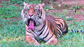 Sumatran Tiger  The Most Beautiful Big Cat in the World [upl. by Dlareme]