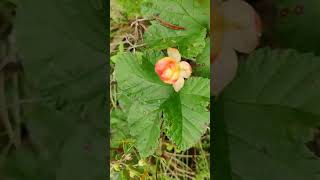 Cloudberries Cloudberries Marsh [upl. by Leila]