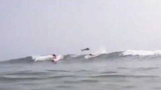 Shark jumps over surfer off Florida beach [upl. by Yeltneb]