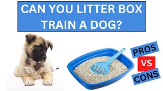 Can You Litter Box Train A Dog 14 Pros And Cons Of Litter Box Training A Dog [upl. by Bushey708]