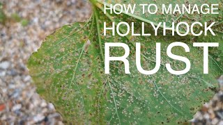 How To Manage Rust On Hollyhocks hollyhocks hollyhock gardening gardeningtips [upl. by Sue]