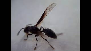 Entomología Avispa negra Closeup macro avispas macro closeup wasp [upl. by Sonnie647]