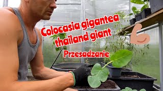 Colocasia gigantea Thailand Giant Uprawa przesadzanie do większej doniczki [upl. by Gonta]