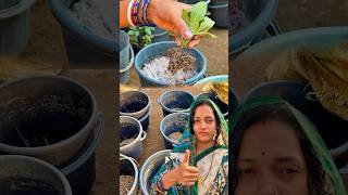 ପ୍ଲାଷ୍ଟିକ ବାଲଟି ରେ କିପରି ଗଛ ଲଗାଇବା 🪴grow plant gardening viral tips subhasinigarden [upl. by Dallman968]