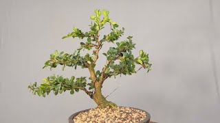 Transforming a Boxwood shrub into a bonsai tree [upl. by Haze]