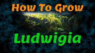 Ludwigia Repens How I grow it in my aquarium FULL PROCESS [upl. by Freddie879]