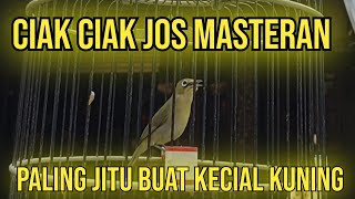 ✅ciak ciak jos masteran  paling jitu buat kecial kuning💛 [upl. by Yenaffit771]