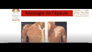 ANATOMIE FMPM MYOLOGIE DE L’ÉPAULE [upl. by Zobe]