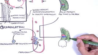 Thrombocytopaenia low platelets Overview  platelet physiology classification pathophysiology [upl. by Introk]