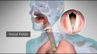 How Does the Human Body Produce Voice and Speech [upl. by Sigfrid]