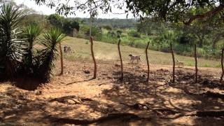 Dogs Chasing Goats on Farm in Trinidad Cuba [upl. by Adekan]