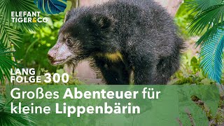 Kleine Lippenbärin erstes Mal auf großer Außenanlage Langfolge 300  Elefant Tiger amp Co  ARD [upl. by Sinned684]