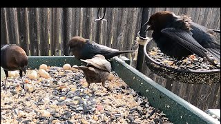 The Ravenous amp Parasitic Brownheaded Cowbird  Crazy Sounds and Habits [upl. by Townsend]