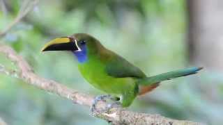 Emerald Toucanet [upl. by Adaj341]