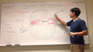 Xenopus Germ Layer Origin Quick Note on Neural Induction [upl. by Ninehc162]