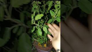 Tulsi ka paudha De Sanket samajhna Mata Lakshmi aapke Meherban hailike subscribe 🌺🙏 [upl. by Nhguavad]