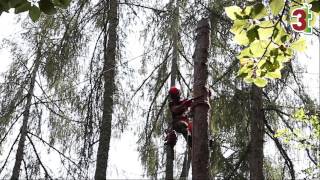 Corso abbattimento controllato alberi in tree climbing  Formazione3T [upl. by Blunt]