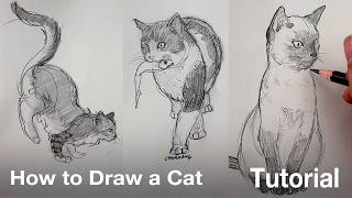 How to Draw a Cat Tutorial [upl. by Kneeland508]