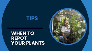 Tips when to repot your plant [upl. by Pine]