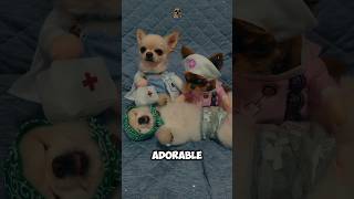 Chihuahua Dog 🐶 The Best Cute Dog in the World Discover Why [upl. by Ennairod498]