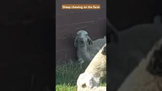 Sheep chewing on the farm sheep cuteanimals [upl. by Bertrand]