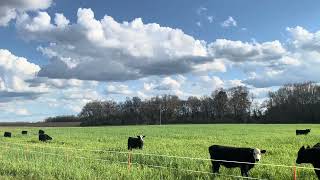 Heifers grazing at Blackville SC [upl. by Foulk51]