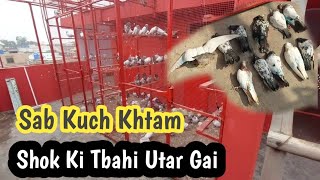 Sara Shok Khtam Ho Gya  Hashim Mahmood Pigeons [upl. by Autum]