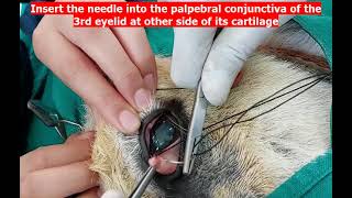 Third eyelid flap technique for supporting corneal ulcer Experimental model in donkey [upl. by Alleira]