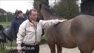 How to fit a saddle to a young developing horse and rider [upl. by Kamerman]