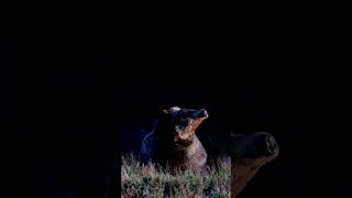 Grizzly 399best nature naturephotography Tetons Yellowstone shorts wildlife bear animals [upl. by Bern]