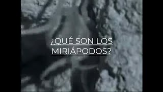 ¿Qué son los miriápodos [upl. by Ide]