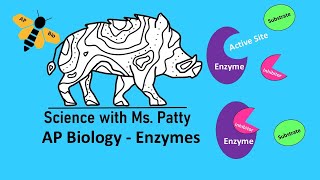 Enzymes  AP Biology Unit 3 [upl. by Hakan921]