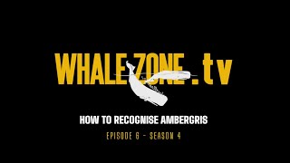 HOW TO RECOGNISE AMBERGRIS  WHALEZONETV S4E6 [upl. by Bertilla]