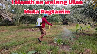 Makarecover kaya ang mga Bansot na Saging dahil sa El Niño [upl. by Keli647]