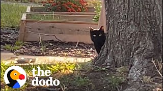 Interior Design Couple Builds Stray Cat A Winter Home  The Dodo [upl. by Tosch471]