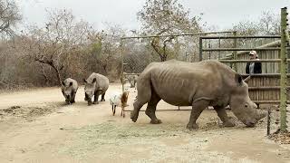 Watch all the rhinos follow in a line behind surrogate mom Esmé [upl. by Joelie192]