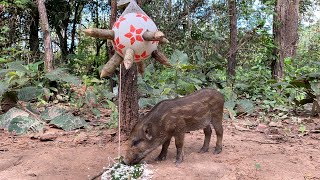 Build Wild boar Trap Using Big Sharp wood amp Football That Work 100 wildani [upl. by Acysej]