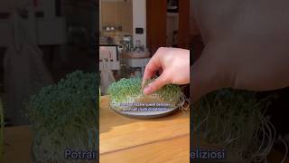 🌱 SERVE SOLO UN PIATTO PER COLTIVARE QUESTI GERMOGLI COMMESTIBILI IN CASA 🤯 [upl. by Russell]