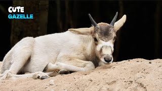 Alluring Addax Antelope Demonstrating Its Majestic Beauty [upl. by Nightingale]