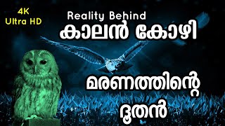 കാലൻ കോഴി മരണത്തിന്റെ ദൂതൻ  Reality Behind Mottled Wood Owl  Intelligent Riddles Malayalam [upl. by Mechling531]