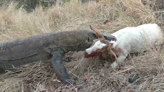 komodo kills and eat goats are still alive [upl. by Horbal]