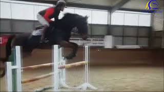 2019 Westphalian gelding at home FOR SALE Amateur jumper [upl. by Noyk]