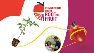 “Connecting from Root to Fruit” A New Signature for Tomato and Rootstock Expertise [upl. by Arodoet983]