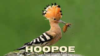 Hoopoe singing [upl. by Manup31]