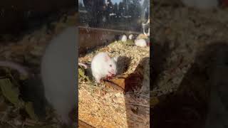 Pets Mouse pets centerparcs videoblog travel [upl. by Gnehs]